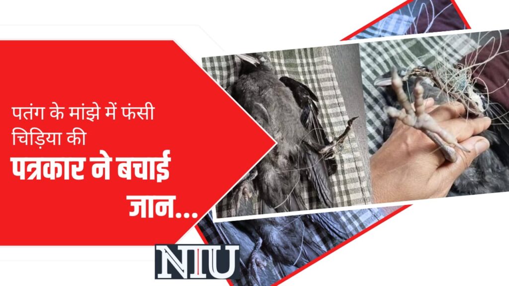अपनी जान पर खेल कर पत्रकार ने बचाई चिड़िया की जान, लोगों ने की जमकर तारीफ, आप भी देखें पत्रकार का साहसिक वीडियो । NIU अपनी जान पर खेल कर पत्रकार ने बचाई चिड़िया की जान, लोगों ने की जमकर तारीफ, आप भी देखें पत्रकार का साहसिक वीडियो । NIU