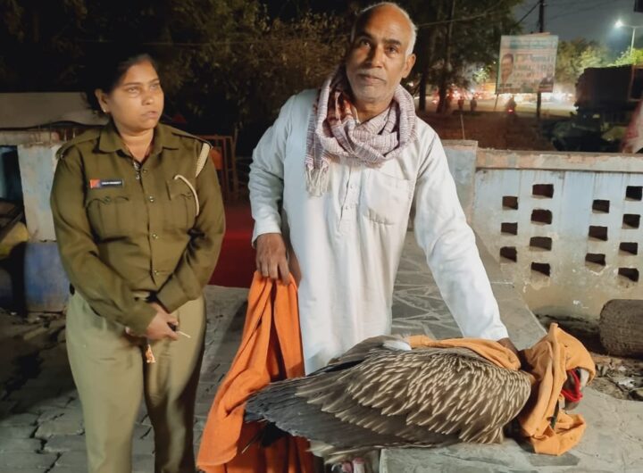 लखनऊ के कैम्पवेल रोड की गलियों में दिखा गिद्ध…