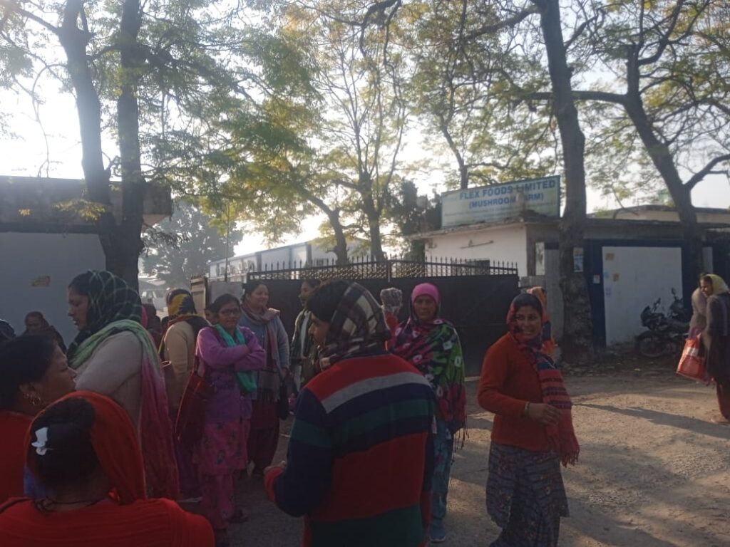फ्लैक्स फूड्स लिमिटेड मशरूम फार्म में आउटसोर्सिंग श्रमिकों का हंगामा, 315 रुपये मजदूरी पर फूटा आक्रोश