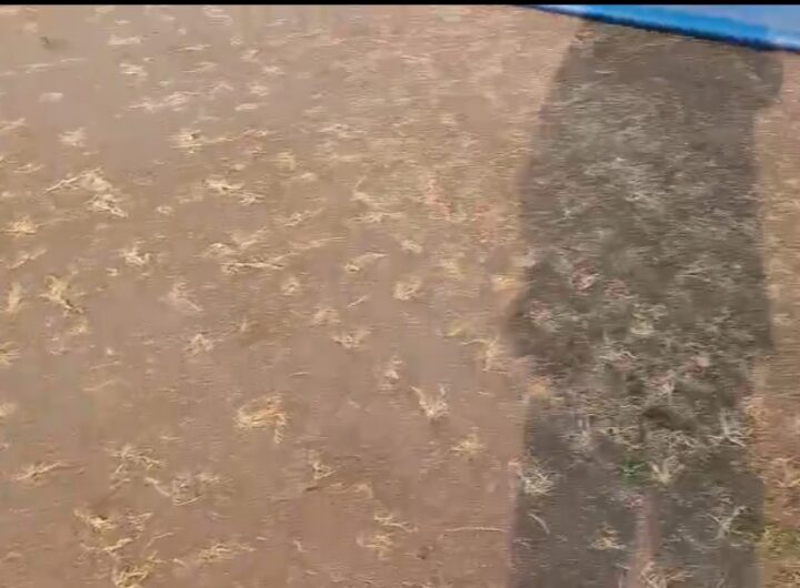 सफेद हाथी साबित हुआ राजीव गाँधी इंटरनेशनल क्रिकेट स्टेडियम, उत्तराखंड से छिनी रणजी ट्रॉफी सेमीफाइनल की मेजबानी l NIU