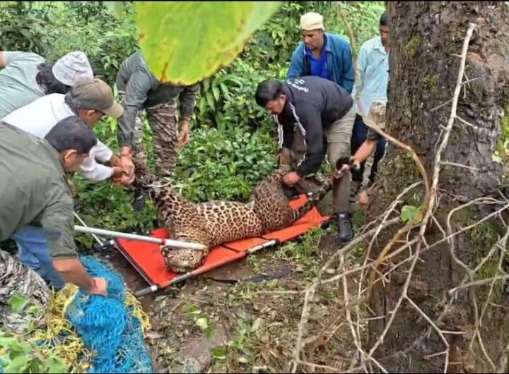 मुनाकोट में फंसा तेंदुआ, वन विभाग ने ट्रैंकुलाइजर से किया सुरक्षित रेस्क्यू मुनाकोट में फंसा तेंदुआ, वन विभाग ने ट्रैंकुलाइजर से किया सुरक्षित रेस्क्यू
