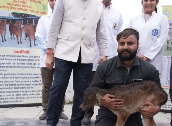 ओपीयू-आईवीएफ तकनीक से साहीवाल गाय ने दिया बद्री बछिया को जन्म ओपीयू-आईवीएफ तकनीक से साहीवाल गाय ने दिया बद्री बछिया को जन्म