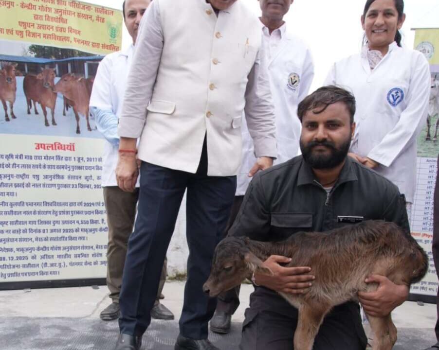 ओपीयू-आईवीएफ तकनीक से साहीवाल गाय ने दिया बद्री बछिया को जन्म